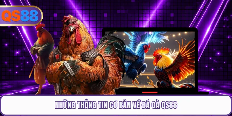 Những thông tin cơ bản về đá gà QS88